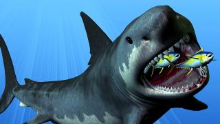 What If Megalodon Sharks Didn