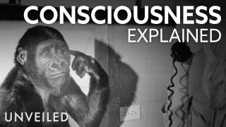 What is Consciousness? | Unveiled