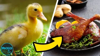 Top 10 Animals That Taste Amazing