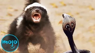 Top 10 Craziest Animal Fights Caught on Camera