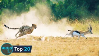 Top 20 Ridiculously Fast Animals