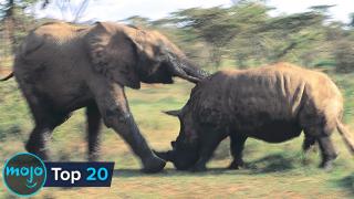 Top 20 SAVAGE Animal Rivalries