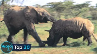 Top 20 SAVAGE Animal Rivalries