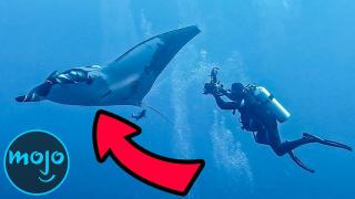 Top 10 Largest Sea Creatures On Earth Today