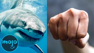 Searchmojo - roblox shark bite annoying orange plays shark attack