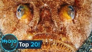 Top 10 Most Terrifying Real-Life Fish Ever