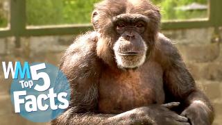 Top 5 Weird & Wild Chimpanzee Facts