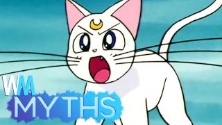 Top 5 Myths About Cats