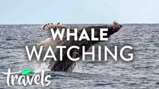 Top 10 Whale Watching Spots in the US (2019)