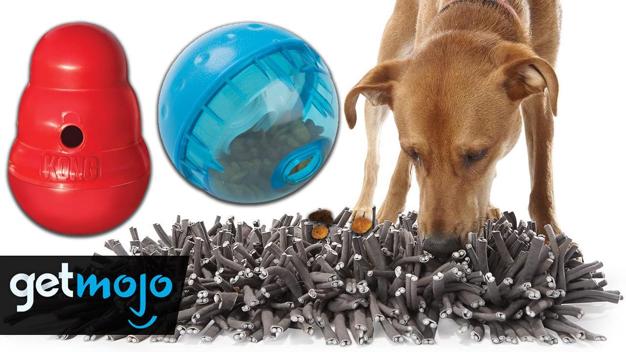 Best Toys to Keep Your Dog's Brain & Body Busy