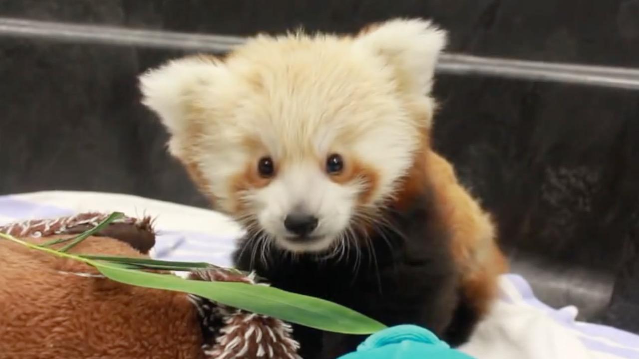 Top 10 Cutest Animals | Articles on WatchMojo.com