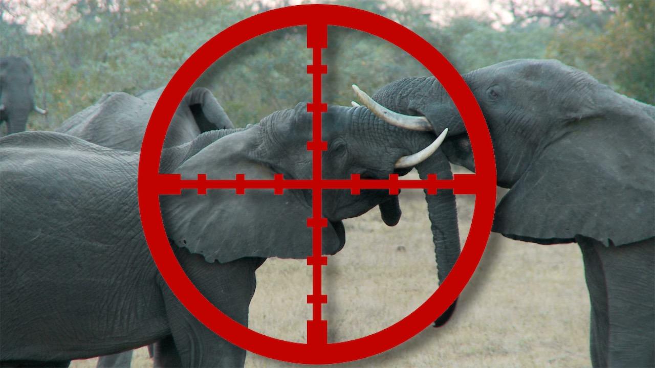 Top 10 Controversial Or Illegal Animal Hunts