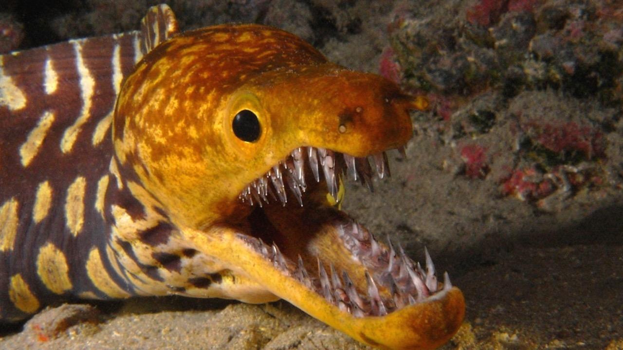 most dangerous sea animals