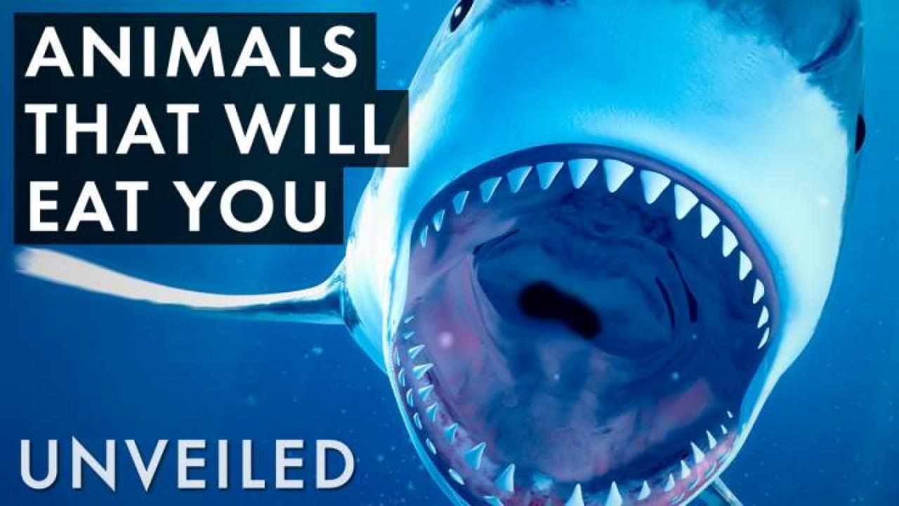 sharks eating people alive