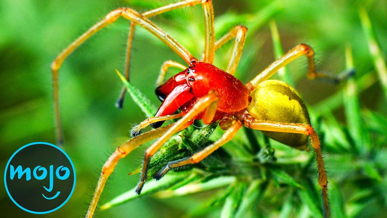 top 10 most poisonous spiders