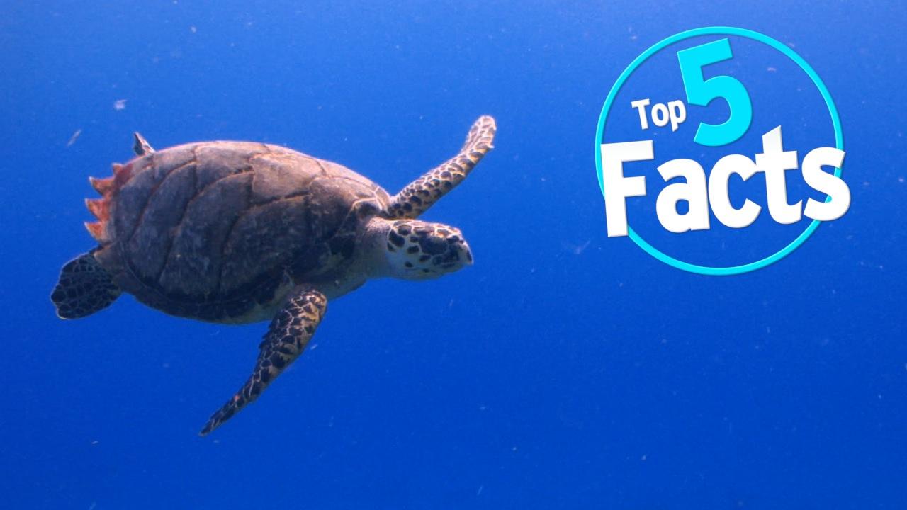 Top 5 Endangered Animal Facts | WatchMojo.com